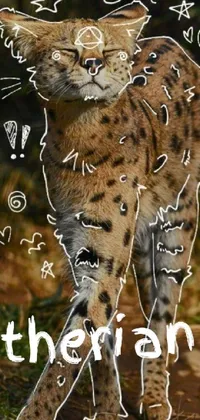 Nature Felidae Organism Live Wallpaper