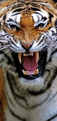 This live wallpaper depicts a close-up of a ferocious tiger baring its teeth in aggressive fury
