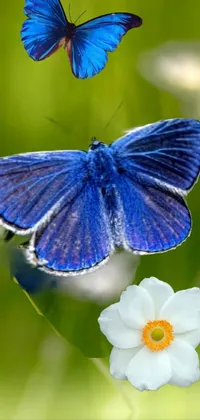 This stunning live wallpaper features a beautiful blue butterfly perched atop a flower in a serene meadow