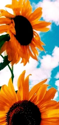 This live wallpaper for your phone displays two yellow sunflowers set against a blue sky