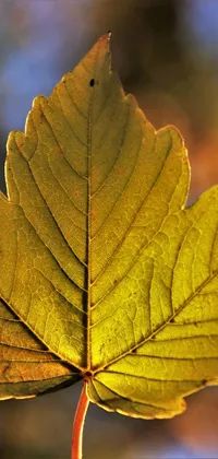 This phone live wallpaper features a detailed macro photograph of a leaf with a blurry background in warm golden tones