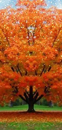 Nature Flower Orange Live Wallpaper