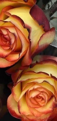This live wallpaper features a gorgeous digital rendering of two roses, one orange and one yellow, sitting next to each other