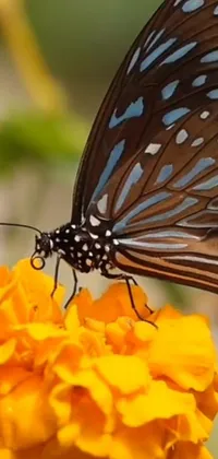 This live phone wallpaper showcases a stunning, up-close view of a butterfly perched on a marigold flower