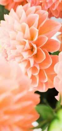 This stunning phone live wallpaper showcases a close-up of a gorgeous bouquet of pink dahlias in soft shades of orange