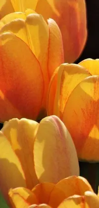 Decorate your phone screen with the stunning live wallpaper of yellow tulips