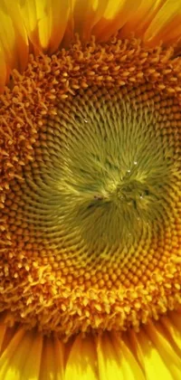 This stunning phone live wallpaper showcases a close-up of a sunflower's center in intricate detail
