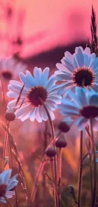 This stunning live wallpaper depicts a beautiful field of flowers with a majestic sunset in the background
