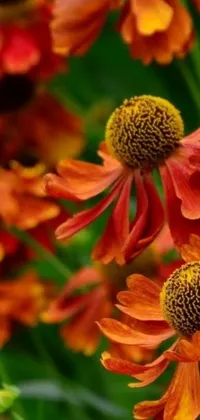 This live wallpaper depicts a close-up view of deep orange flowers in an autumn garden