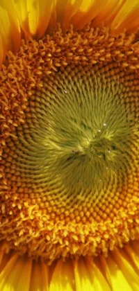 This live wallpaper displays a highly-detailed close-up of a sunflower center with a swirling, vortex-like spiral pattern