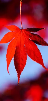 Behold the magic of the "Japanese Maples" live wallpaper for your phone! Featuring a close-up photograph of a vibrant maple leaf against a backdrop of a stunning blue sky, this wallpaper is a feast for the eyes