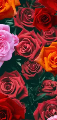 Enjoy this stunning phone live wallpaper featuring a field of colorful roses with pink and orange hues