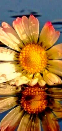 This phone live wallpaper features a stunning macro photograph of a daisy floating on a body of water, taken from Flickr in the late 2000s