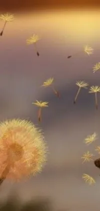 This live wallpaper features dandelions swaying in the wind set against a beautiful golden hour sky