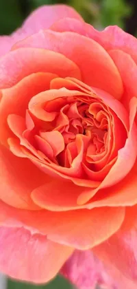This live phone wallpaper showcases a stunning close-up view of a gorgeous pink rose captured with a macro photograph