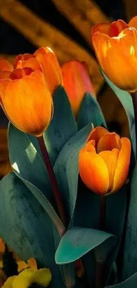 This phone live wallpaper showcases a close-up of beautiful and vibrant orange tulips