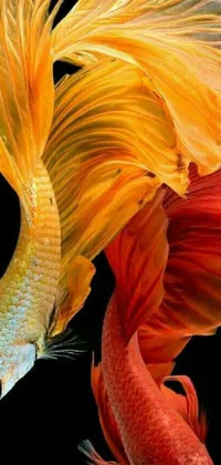 Transform your phone into an underwater oasis with a stunning live wallpaper featuring vibrant colored fish swimming next to each other