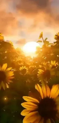 This phone live wallpaper depicts a stunning field of sunflowers during a warm sunset, created by digital art