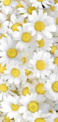 Introducing a stunning live wallpaper for your phone featuring elegant white flowers with vibrant yellow centers