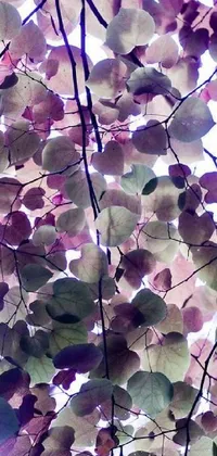 This phone live wallpaper displays a breathtaking close-up of leaves on a tree in shades of violet and green