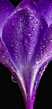 This phone live wallpaper showcases an exquisitely detailed purple flower viewed from below, adorned with water droplets