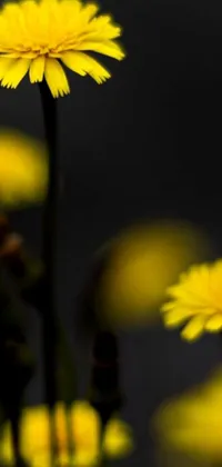 This phone live wallpaper features a minimalist design of yellow flowers glowing in the dark