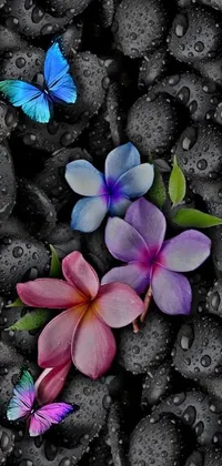 This phone live wallpaper showcases a stunning display of flowers resting on black rocks