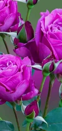 This live phone wallpaper showcases a close-up of beautiful purple roses in a natural point and pink magic hue
