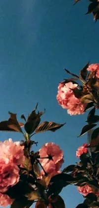 This phone live wallpaper depicts delicate pink flowers atop a tree with twisting, intricate branches against a sky blue background