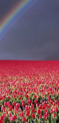 This phone live wallpaper features a vibrant scene of red tulips set against a stunning rainbow backdrop