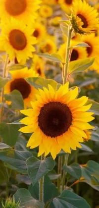 Experience the beauty of nature on your phone with our <a href="/flower-wallpapers/sunflower-wallpapers">sunflower live wallpaper</a>
