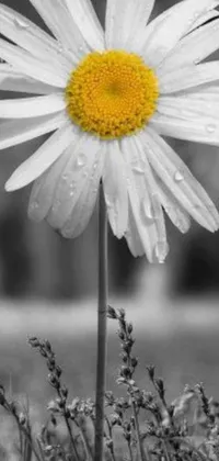 This phone live wallpaper depicts a charming black and white flower with a bright yellow center on a rainy day