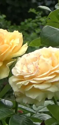 Add some flair to your phone screen with our beautiful new live wallpaper - yellow roses in harmony! These stunning flowers sit side by side in this intricately designed video still which features heavily ornamental details and a soft orange mist that adds depth