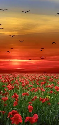 This phone live wallpaper showcases a serene and tranquil field of red flowers set against a backdrop of beautiful sunset skies