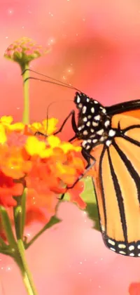 This phone live wallpaper showcases a marvelous close-up shot of a butterfly perched on a vibrant red flower