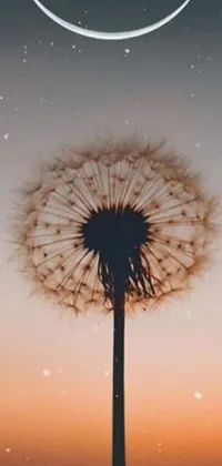 Transform your phone with this stunning live wallpaper showcasing a dandelion flower and a moon