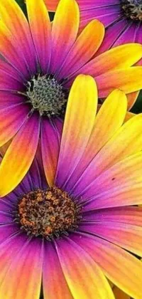 Experience the beauty of nature with this stunning live wallpaper featuring a colorful bunch of purple and yellow flowers