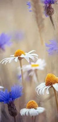 The phone live wallpaper features a serene and beautiful field of white and blue flowers swaying in the breeze