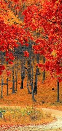 This mobile live wallpaper showcases a dense forest covered in red autumn leaves