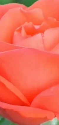 This phone live wallpaper features a stunning close-up image of a red rose with green leaves