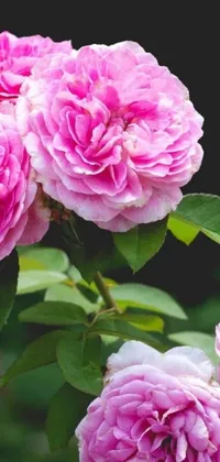 This phone live wallpaper showcases a close-up of pink flowers with a giant mechanical rose at the center