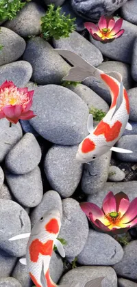 Bring captivating scenery to your phone with this live wallpaper featuring delicate koi fish swimming in a serene pond