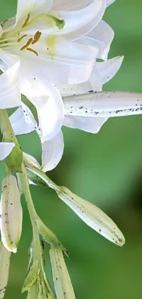 This beautiful phone wallpaper features a close-up shot of a delicate white flower on a stem