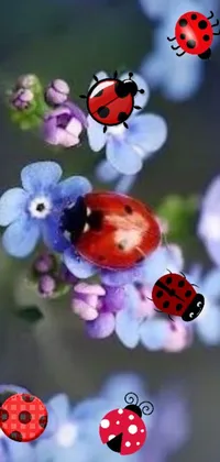 This phone live wallpaper features a group of ladybugs resting on a stunning purple flower