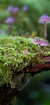 This stunning live wallpaper features a mesmerizing macro photograph of mushrooms on a mossy log, viewed from the side