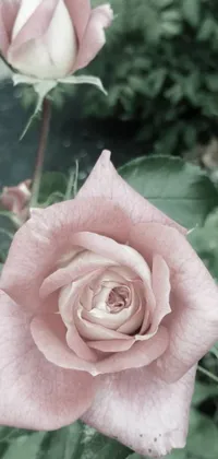 This phone live wallpaper features an alluring pink rose with green leaves, creating a stunning close-up shot