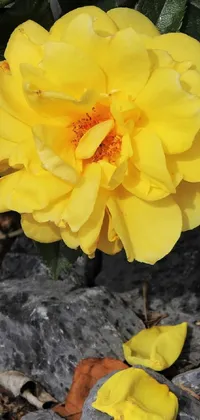 This yellow flower phone live wallpaper is a nature-inspired artwork, showcasing a vibrant petalled flower atop a stack of rocky terrain