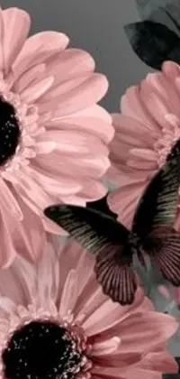 This stunning phone live wallpaper showcases a beautiful close-up of a pink and black daisy flower with a delicate butterfly perched on top