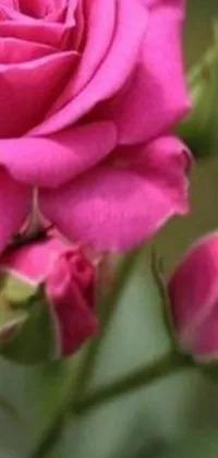 This stunning phone live wallpaper showcases the intricacies of a vibrant pink rose