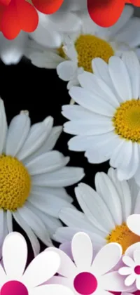 This phone live wallpaper showcases a bunch of white and red flowers in a vase